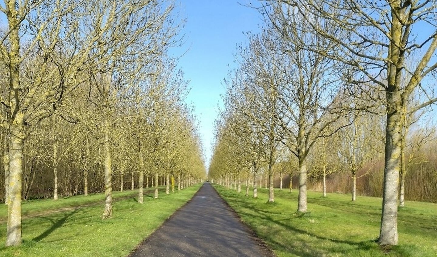 De in de jaren 1990 aangeplante essenlaan in de Venneperhout.