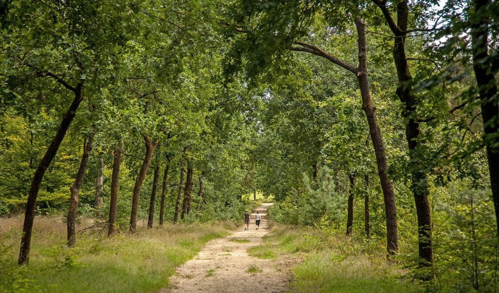 Zomerse wandeling