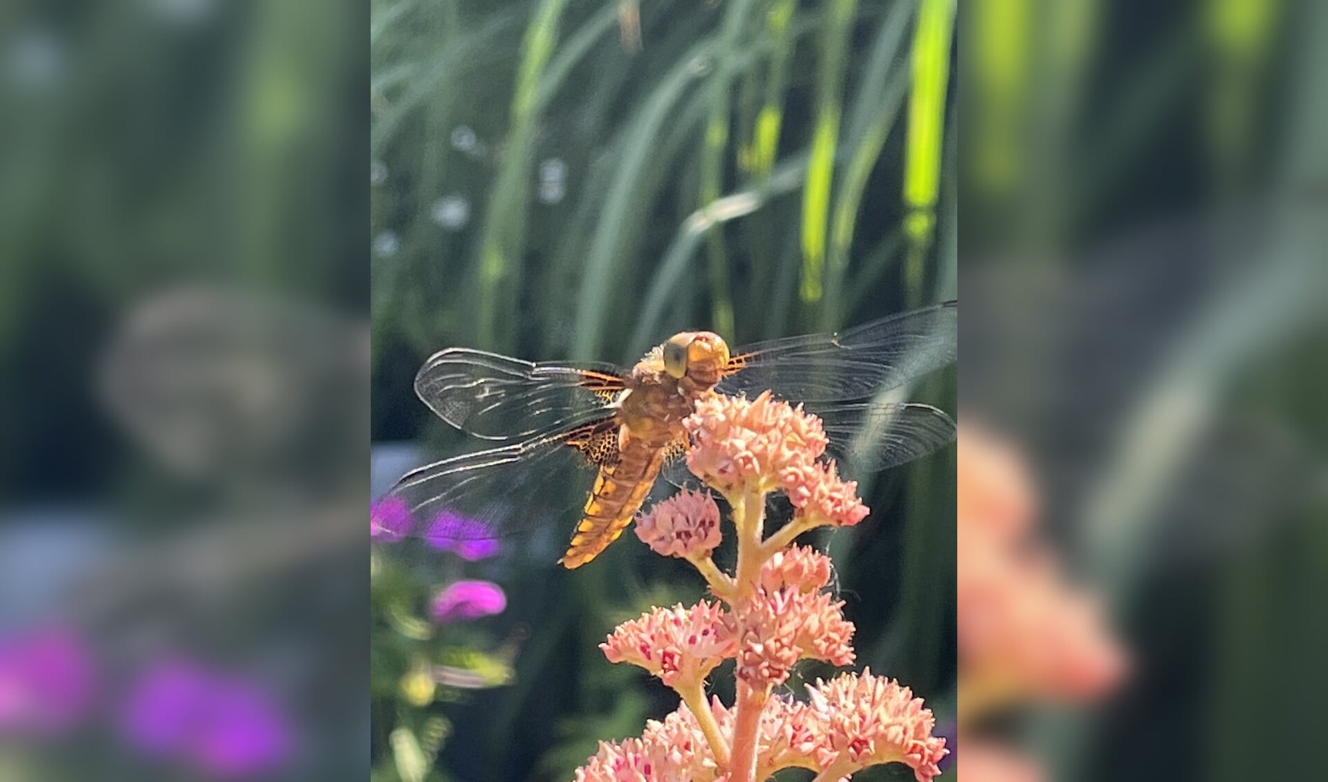 Libelle in de tuin