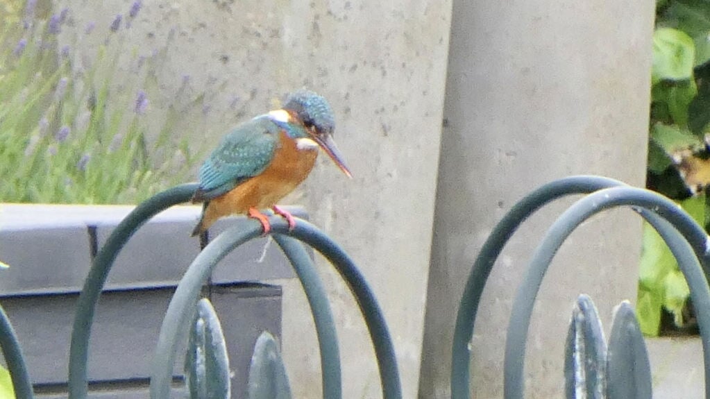 IJsvogel in Ouderkerk.