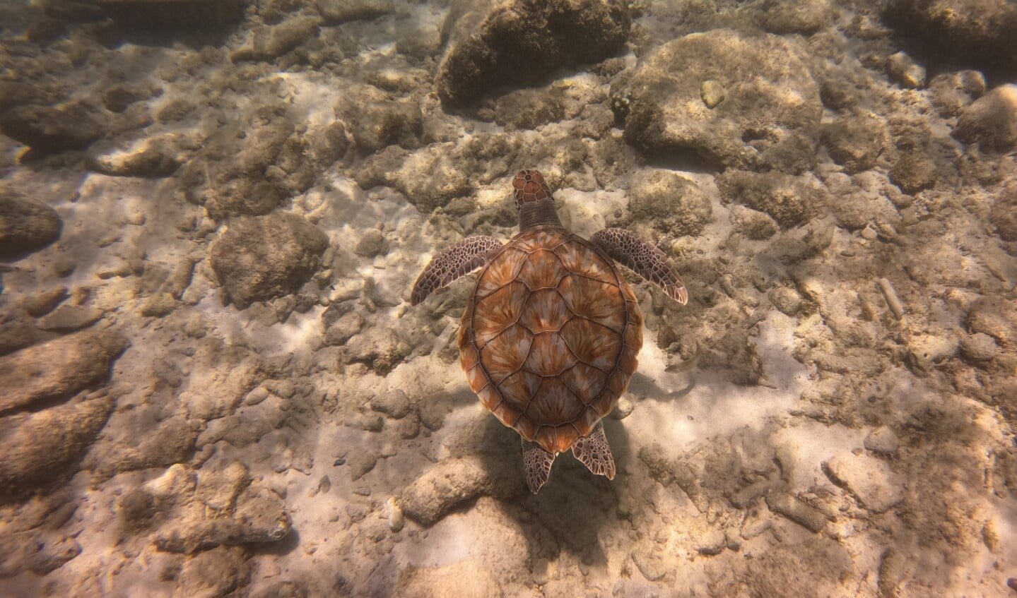 Een bijzondere ontmoeting op Curaçao.