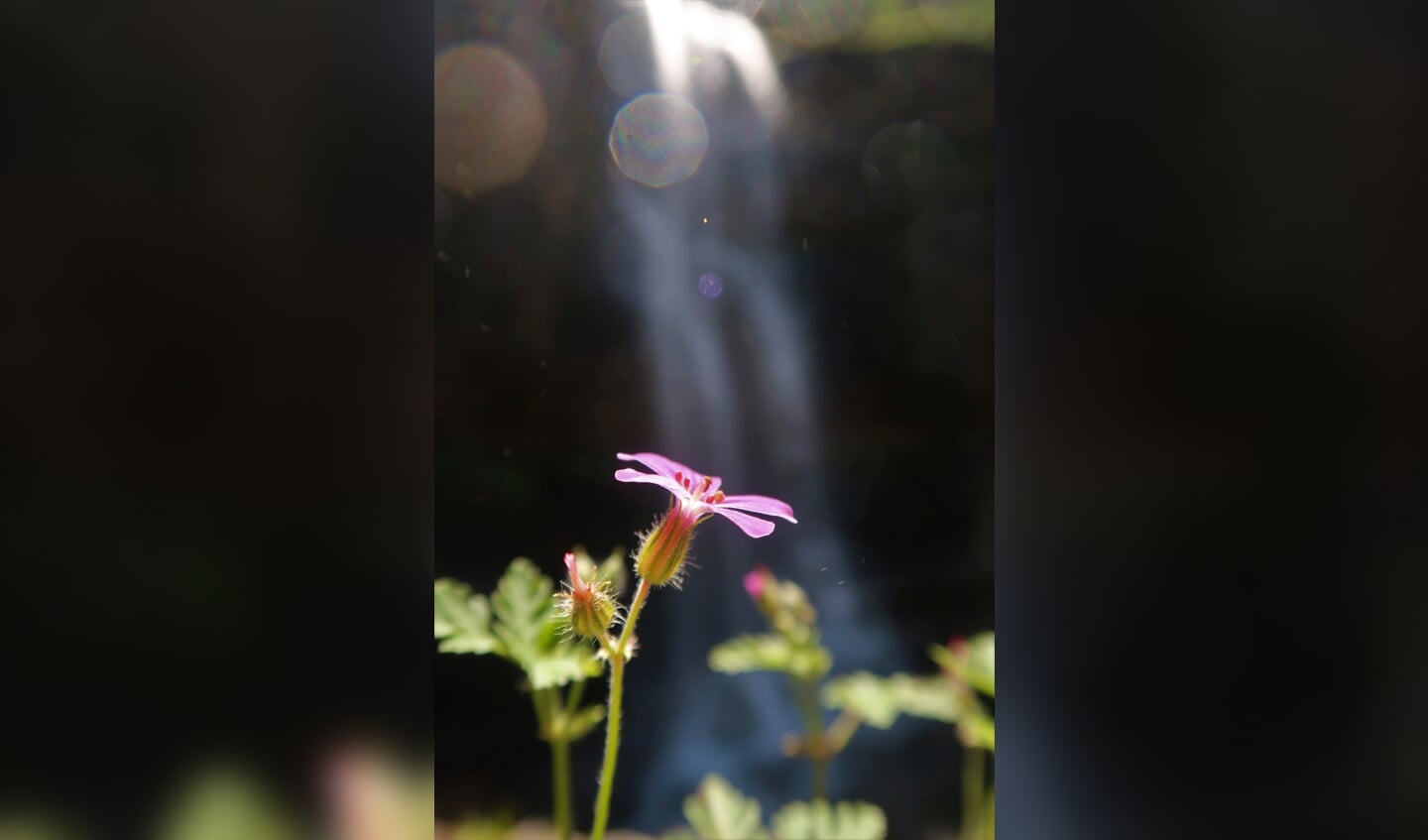 Foto gemaakt tijdens een watervalwandeling in Frankrijk.