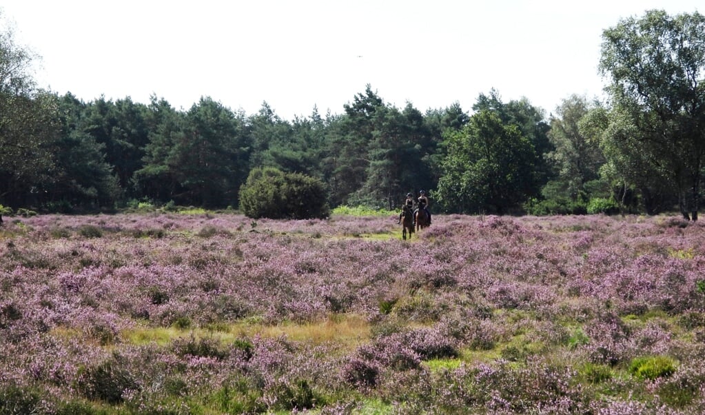 De Stroese Heide bloeit weer prachtig, mede dankzij begrazing door schapen.