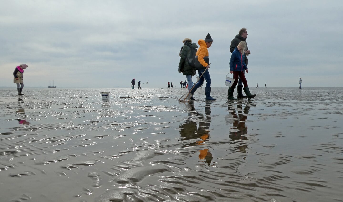 Excursie op het Wad.