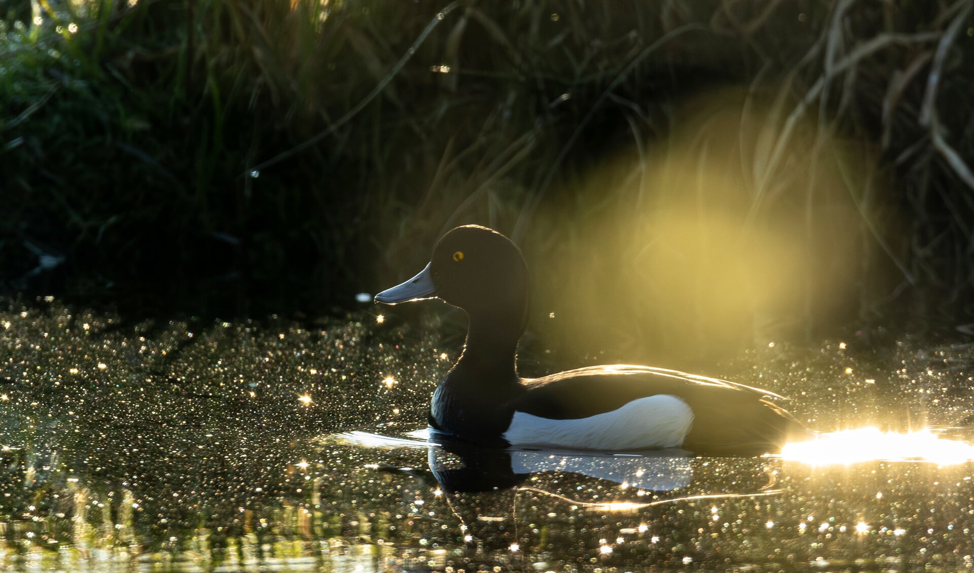 De tentoonstelling omvat een selectie van de vele foto's die Wiebe Maliepaard maakte van weidevogels in de Duivendrechtse weidegebied.