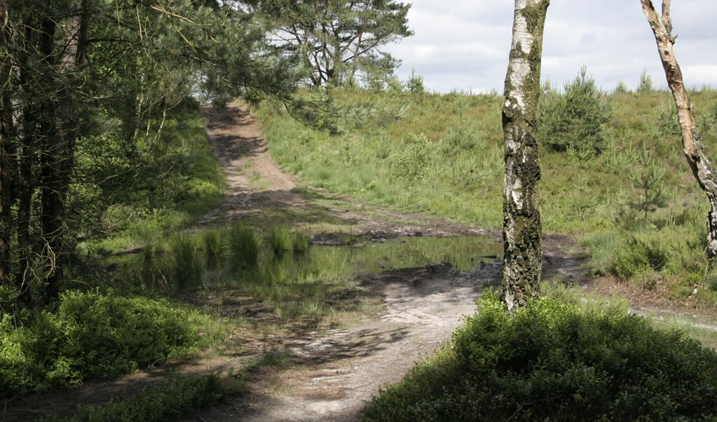 Tongerense Heide