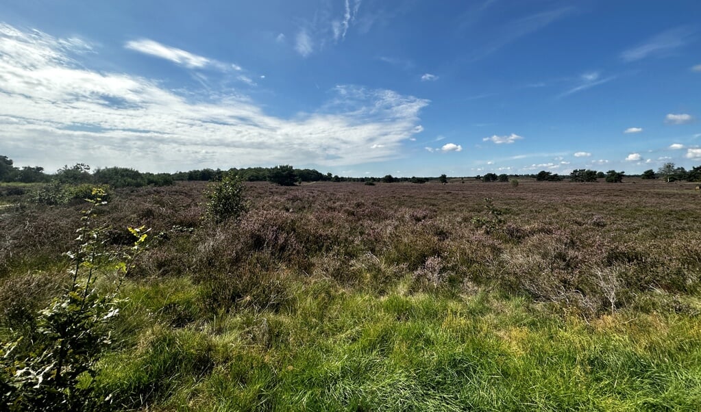 De schoonheid van de natuur moet worden benadrukt in de nieuwe opzet