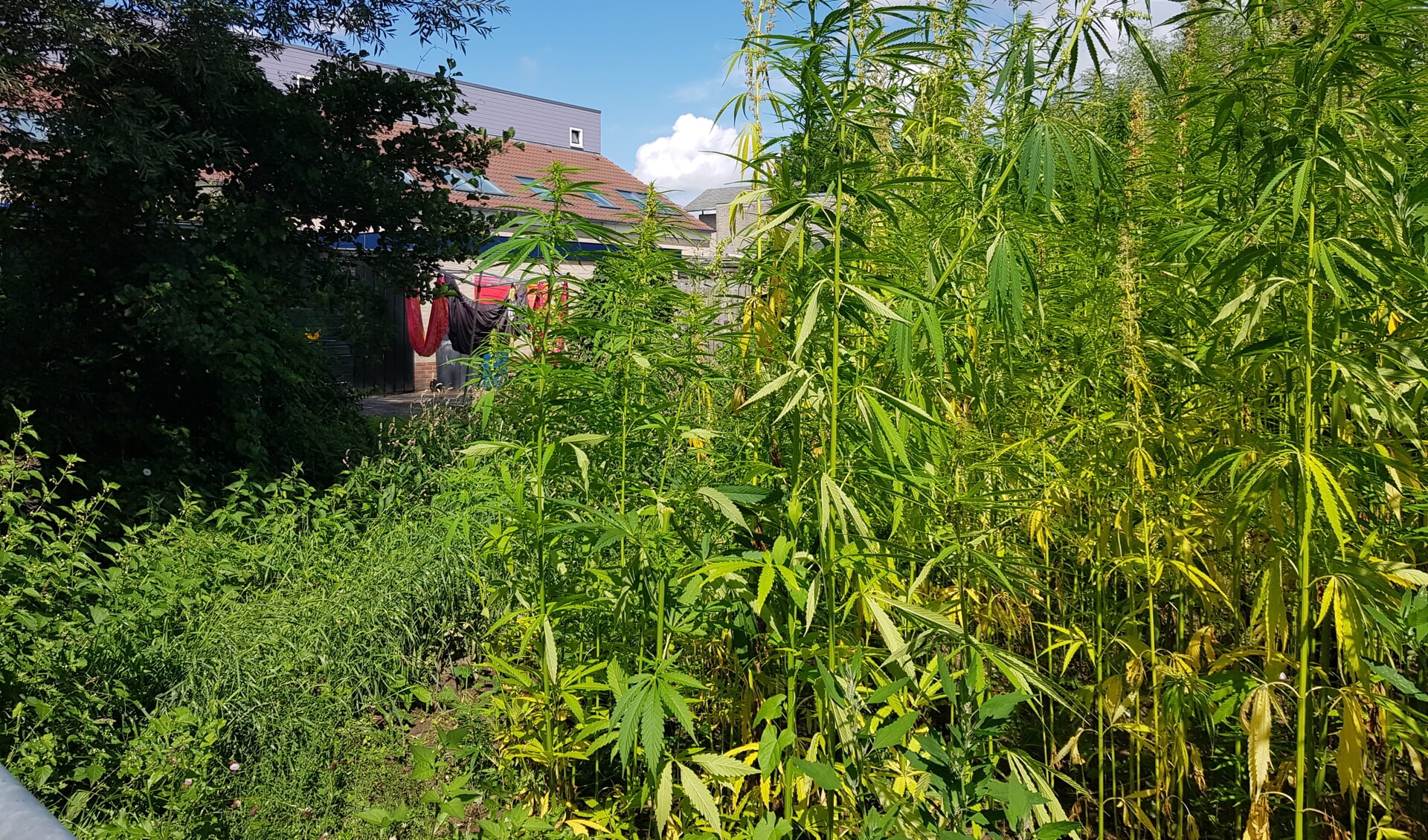 Het hennepveld op de gemeentelijke grond bij De Voorposten.