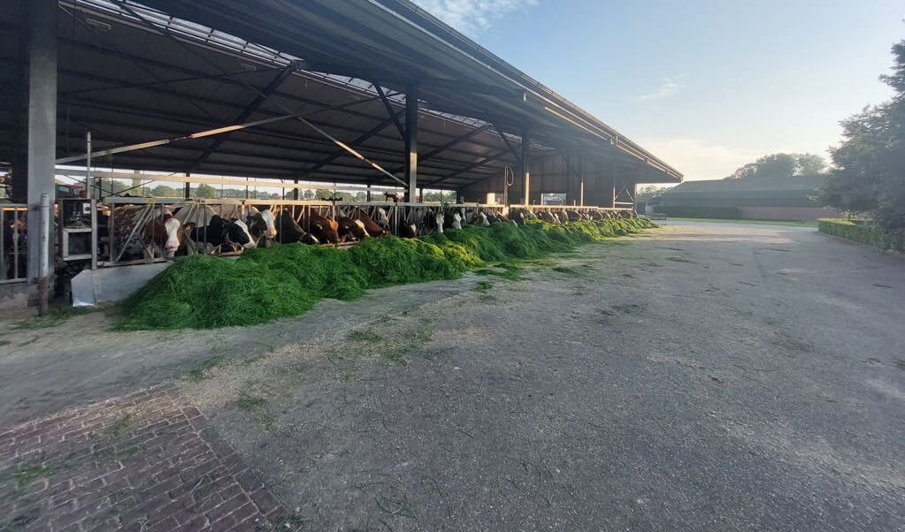 De loopstal met melkrobots op de Engelsehof in Barneveld.
