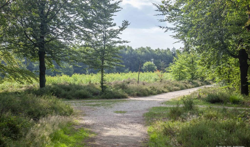 Bospad Amerongse Bos
