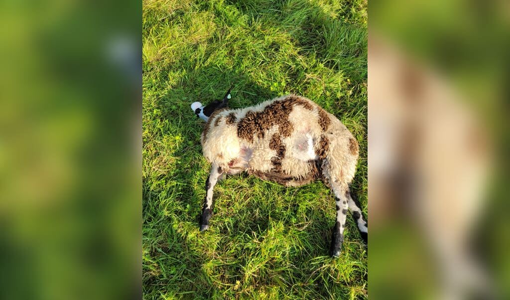 Eén van de dode schapen die op 9 september gevonden werden
