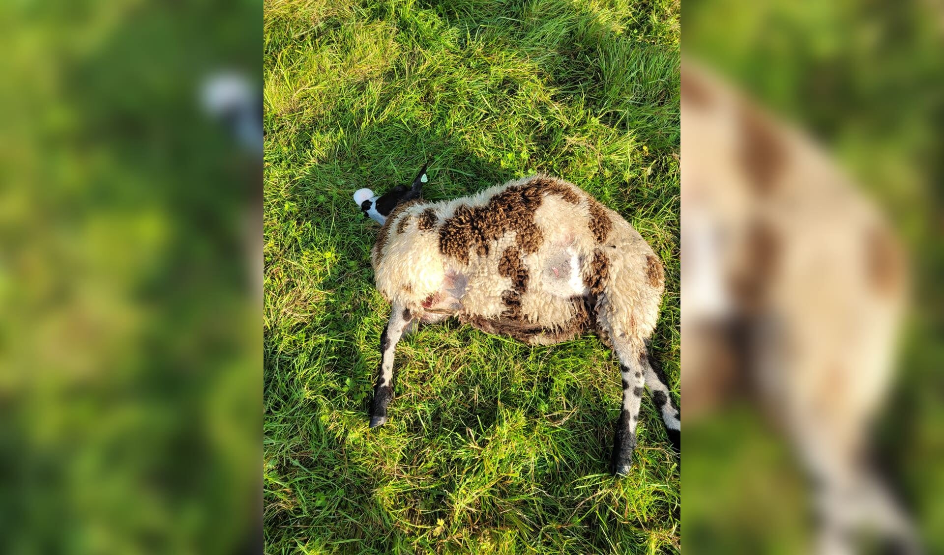 Eén van de dode schapen die op 9 september gevonden werden