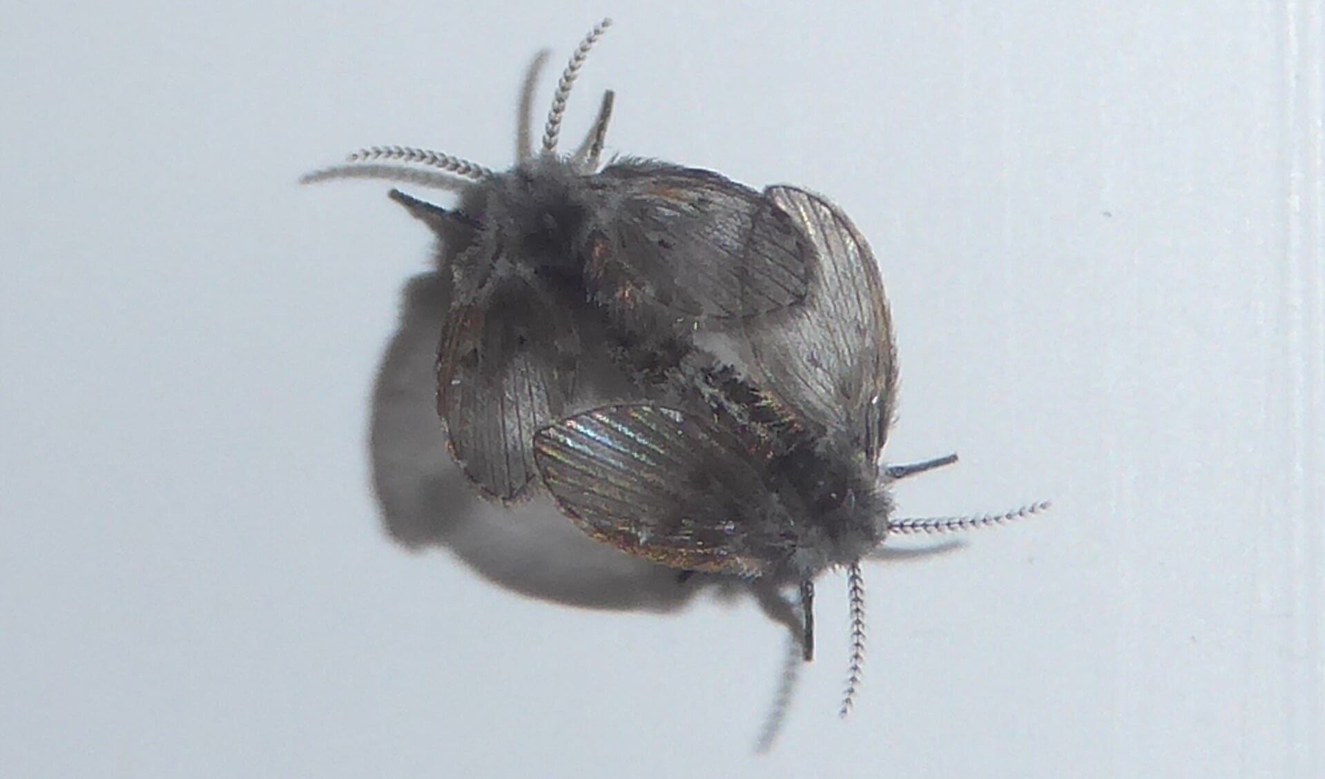 Parende witstipmotmuggen met glanzende vleugels tegen badkamerwand.