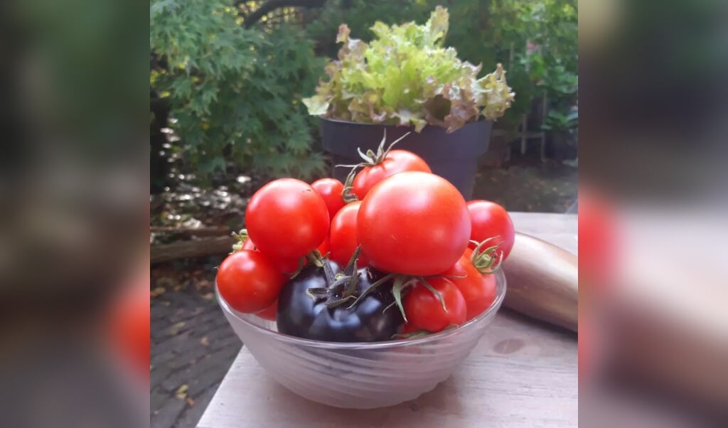 -Columnist-Michael-de-Vries-is-gek-op-tomaten---Je-hoeft-je-met-tomaten-niet-te-vervelen-