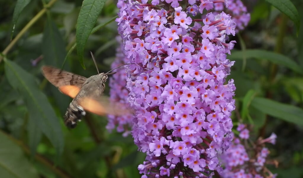 Een andere bijzondere soort die zich wel jaarlijks één of twee keer laat zien is de kolibrievlinder. 