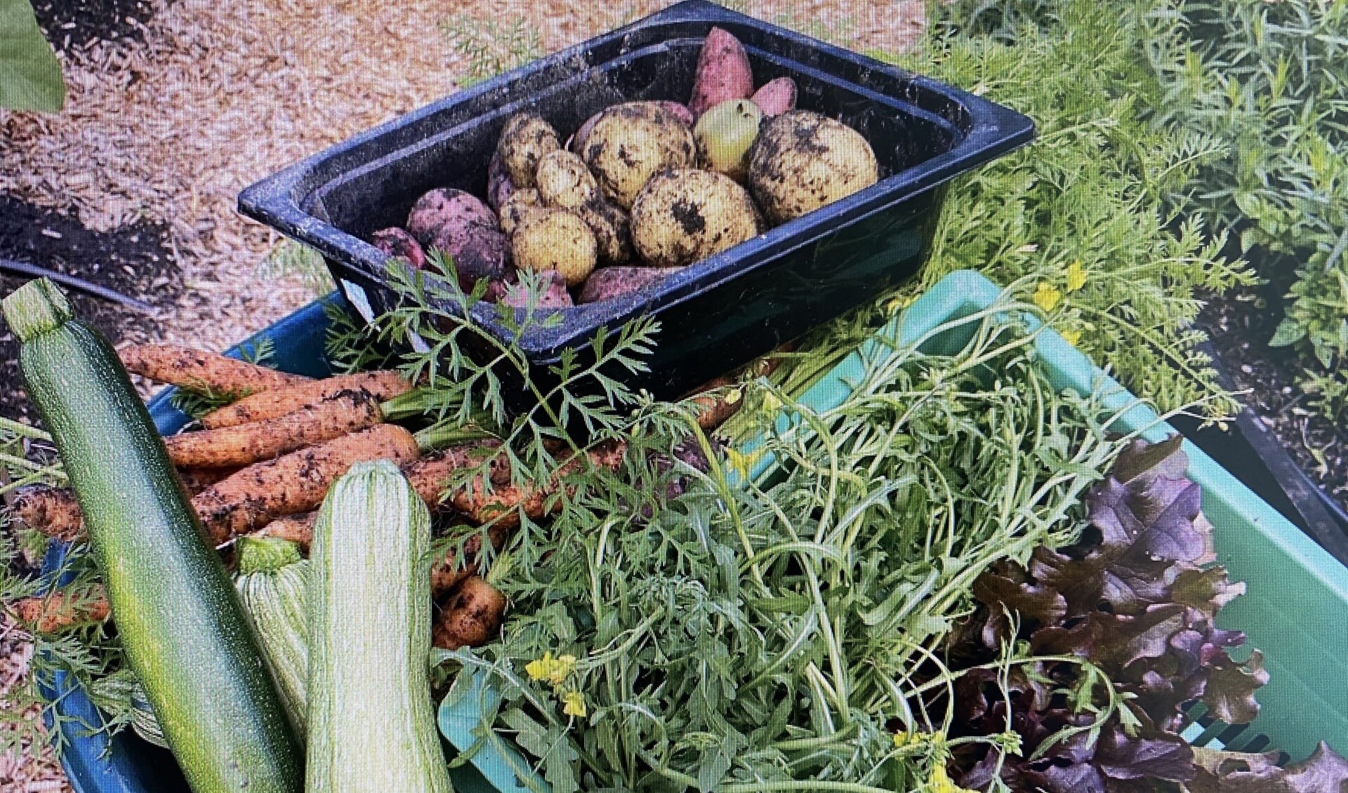 De moestuin van De Dennen heeft z’ n nut al bewezen.