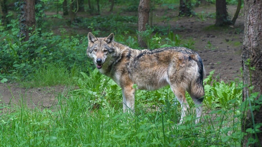 Gelderland overweegt verjagen niet-schuwe wolf in omgeving Ermelo.