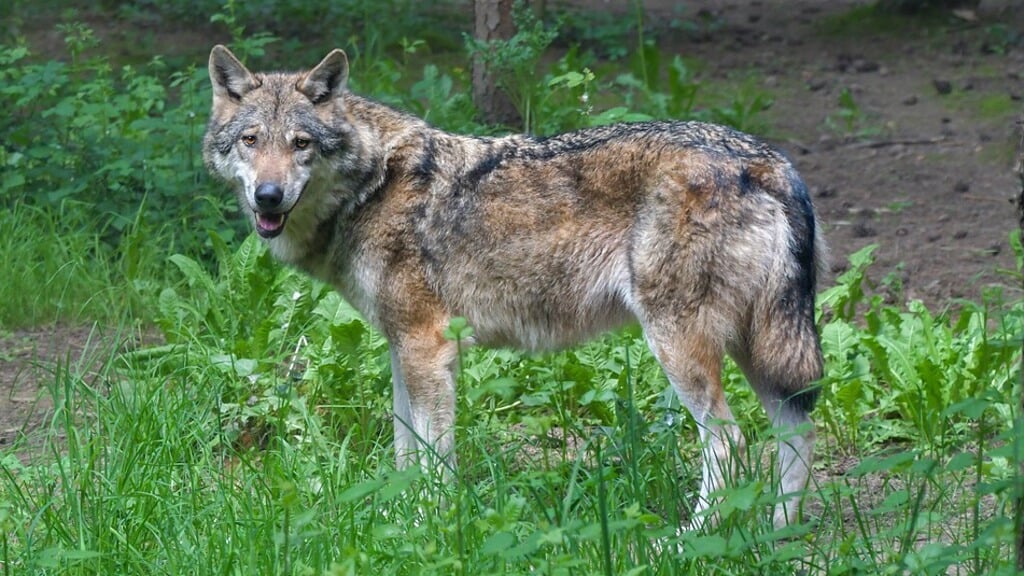 De wolf zou al meerdere keren schade aangericht hebben in Harderwijk.
