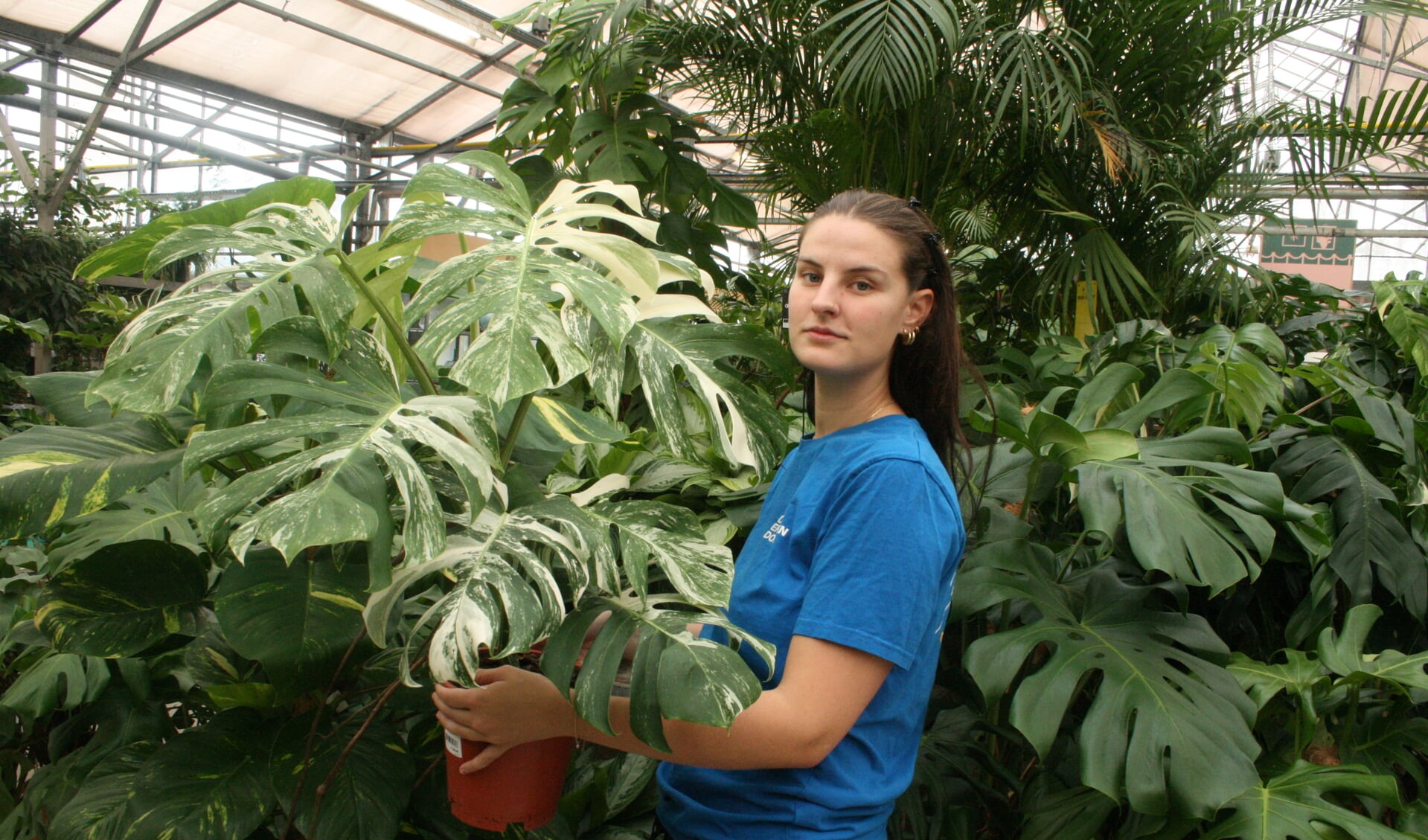 Steck verkoopt kamerplanten met het ypma-label, die groeien zonder chemische bestrijdingsmiddelen. 