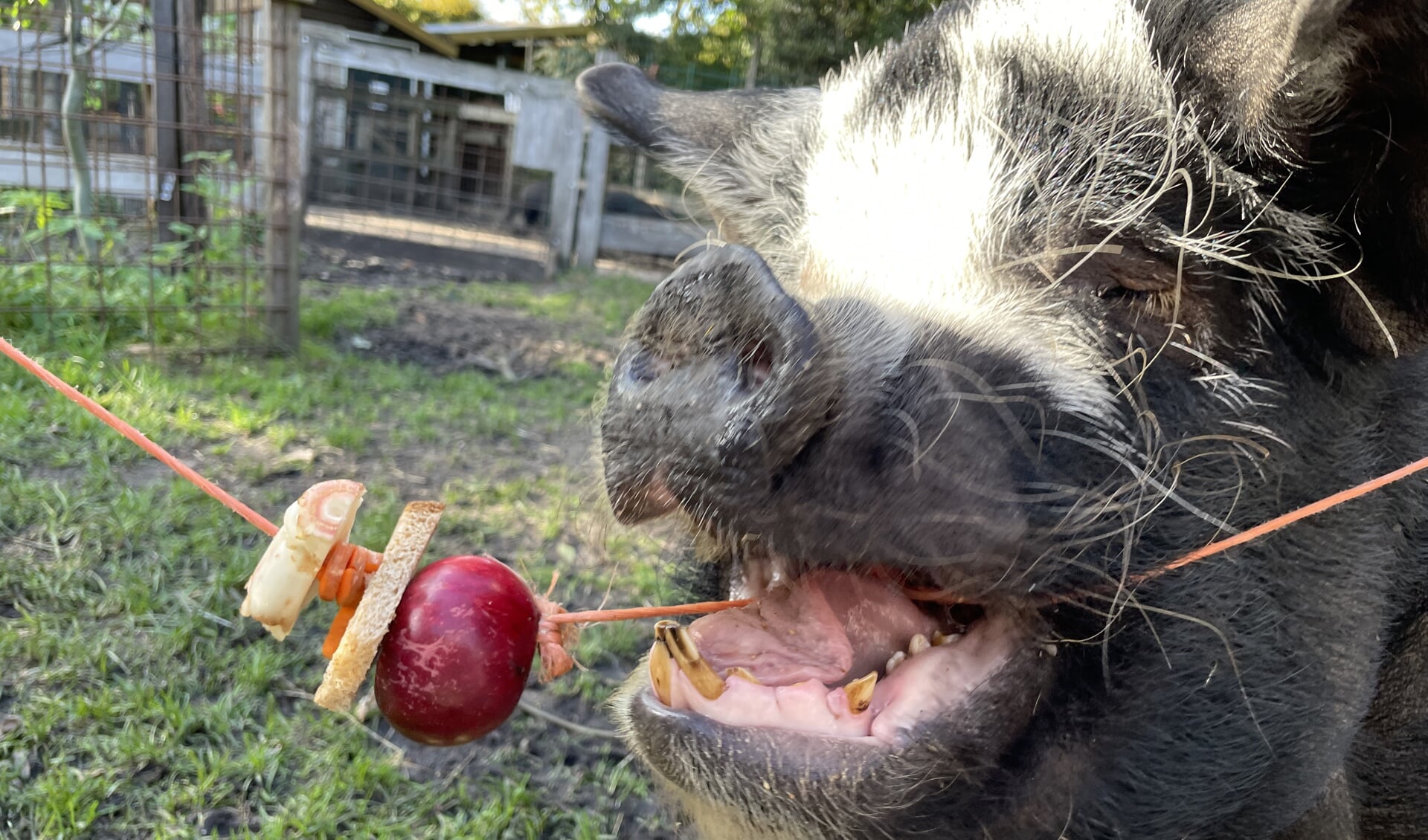 Voor de dieren is het dierendagfeest een heerlijke dag.