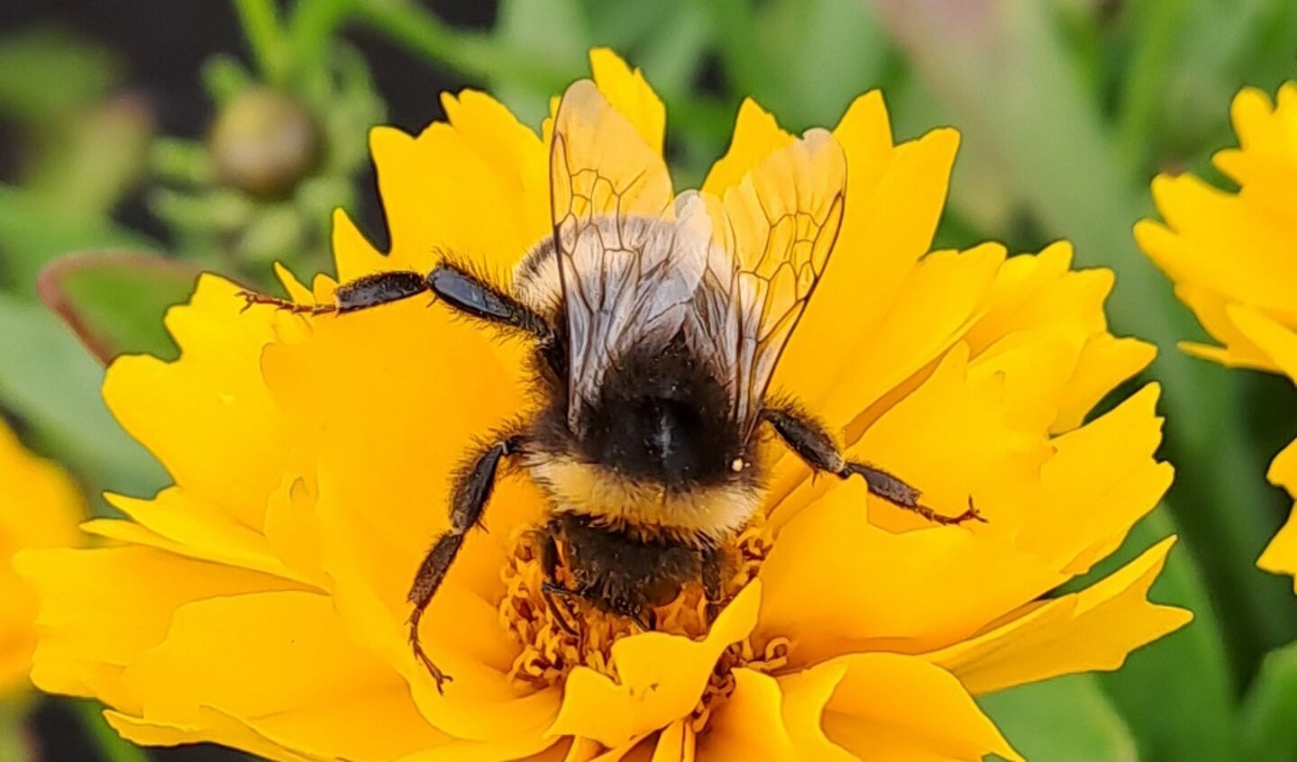 Drukke hommel in kleurrijke bloementuin.