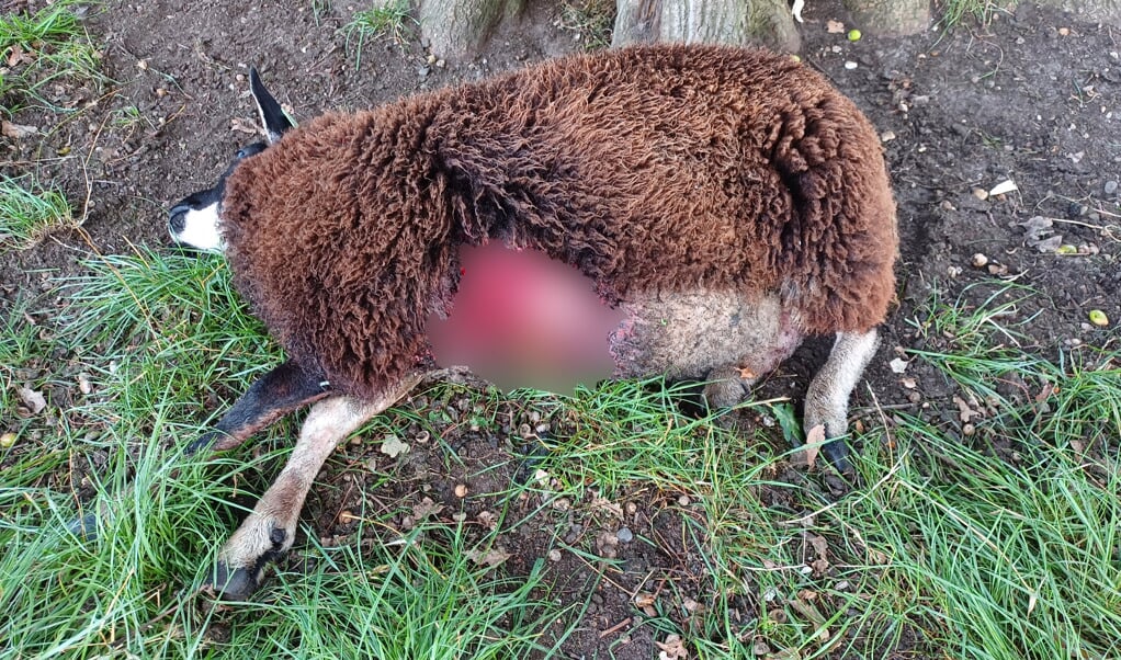 Schapen doodgebeten in Speuld, niet ver van Elspeet, ook daar speelt het probleem.