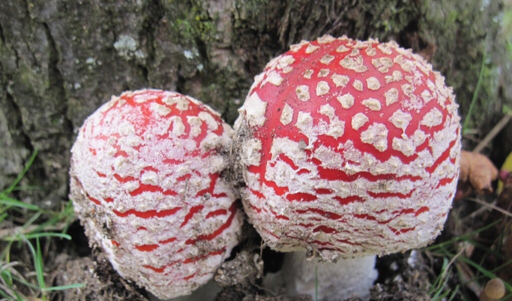 Het beginstadium van de vliegenzwam: Fel rode bollen met witte stippen. De stippen zijn het restant van vlies waaruit de paddenstoel tevoorschijn komt. 