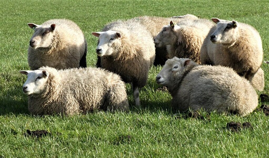 Bluetongue Outbreak Spreading Rapidly Among Sheep and Cattle in the Netherlands: LTO Calls for Urgent Vaccine