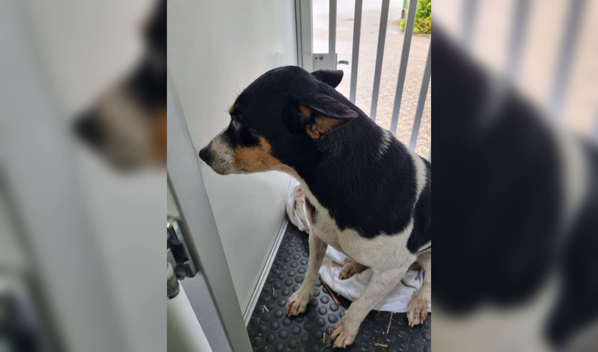 Het hondje raakte lichtgewond bij de aanrijding.