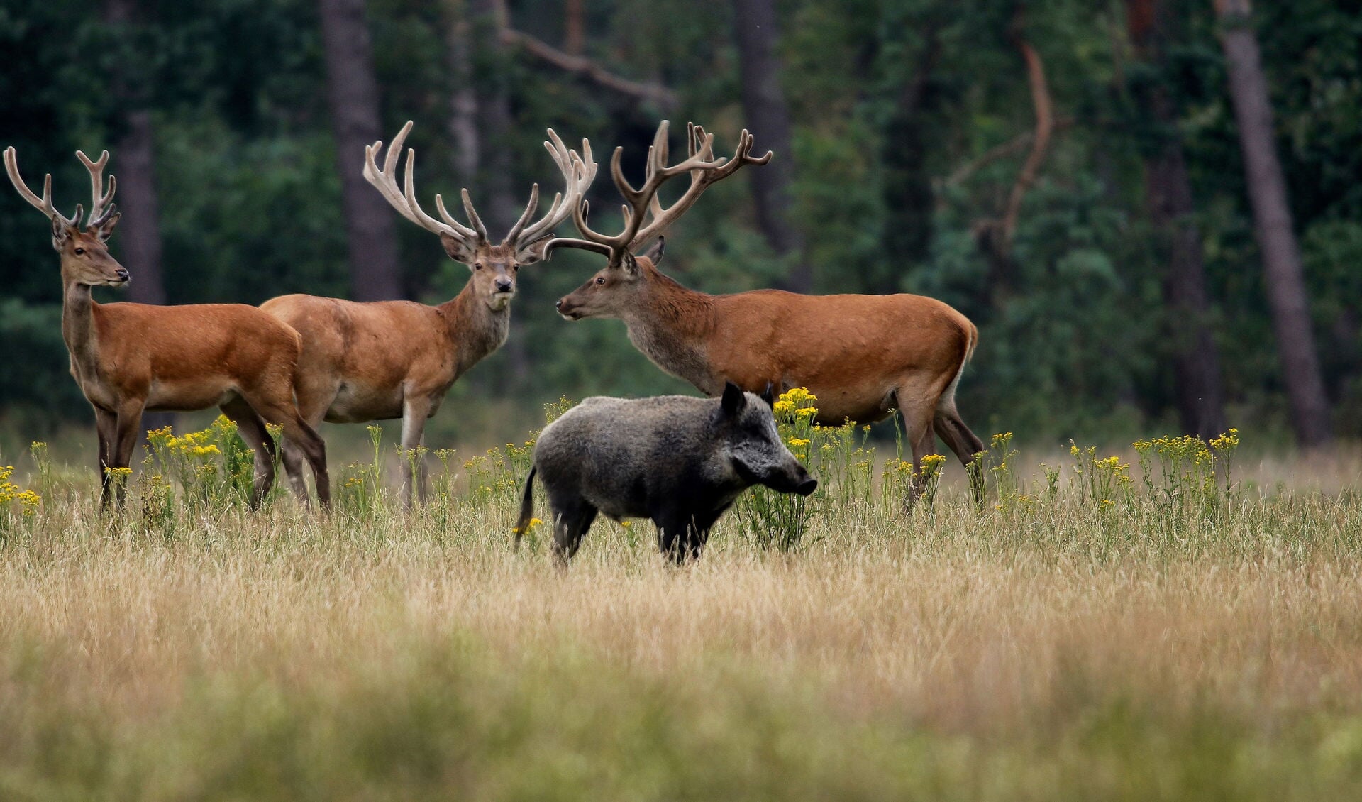 Edelhert (Cervus elaphus), Herten (Cervidae), Evenhoevigen (Artiodactyla), Zoogdieren (Mammalia), fauna, hert, zoogdier -