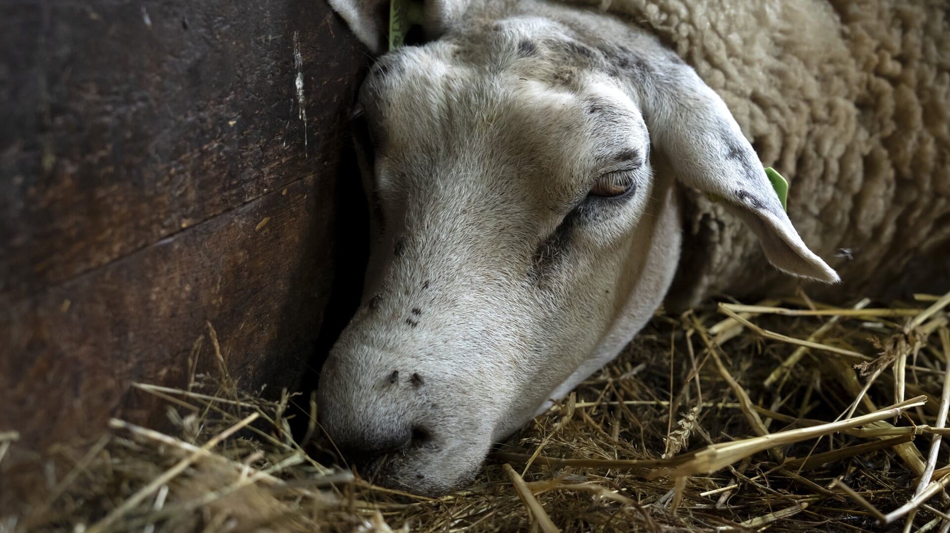 Een schaap besmet met het blauwtongvirus. De ziekte verspreidt snel door Nederland onder herkauwers zoals schapen, geiten en koeien.