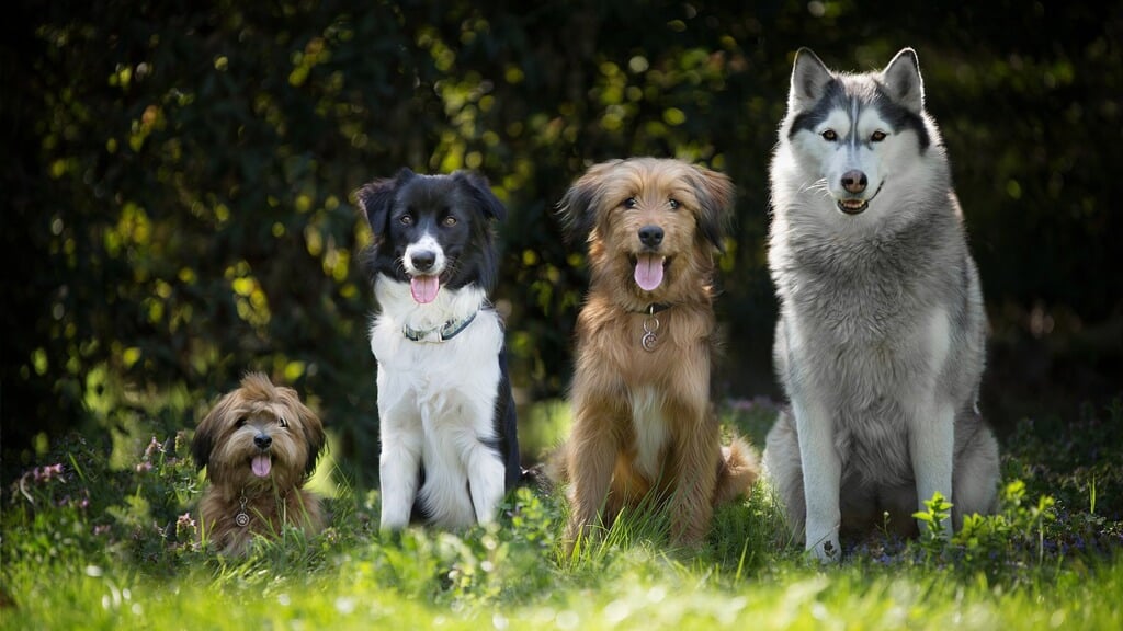 Strenge-regels-voor-natuurgebieden--maximaal-drie-honden-per-bezoeker-en-toestemming-vragen-voor-trouwfoto-s