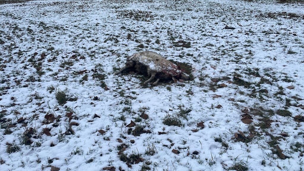 Eén van de gedode schapen op het weiland in De Valk.