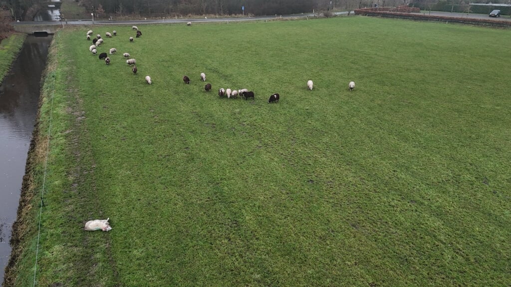 Eén van de gedode schapen aan de rand van het weiland langs de Broeksteeg.