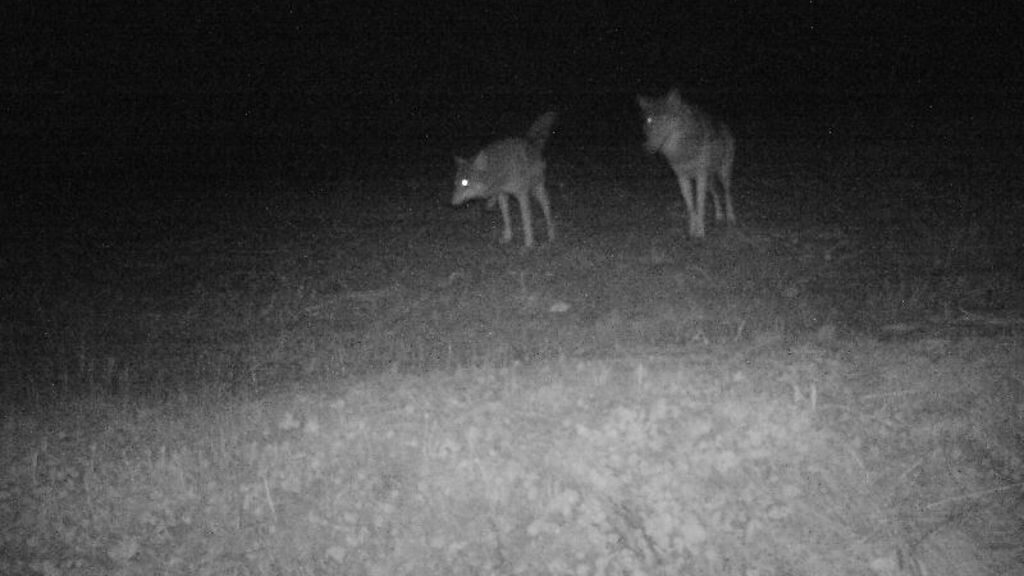 Bij een weiland in Kootwijkerbroek werden twee wolven op beeld vastgelegd.