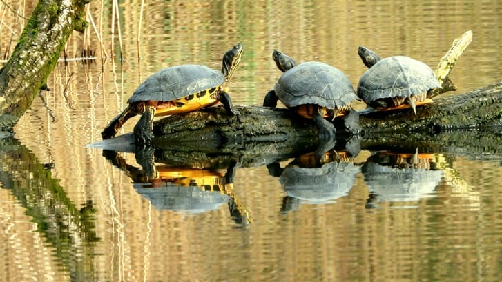 Drie geelbuikschildpadden genieten van de eerste zonnestralen.