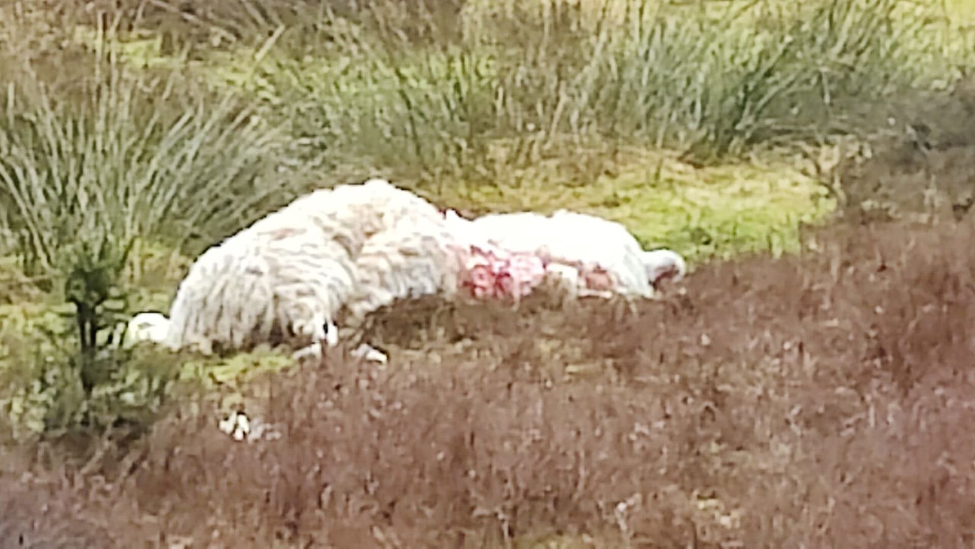 De twee dode schapen bij hotel Groot Heideborgh.