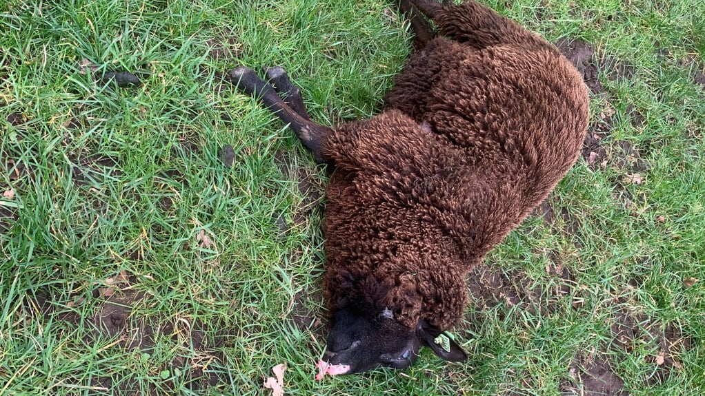 Eén van de gedode schapen in het weiland aan de Laageinderweg.