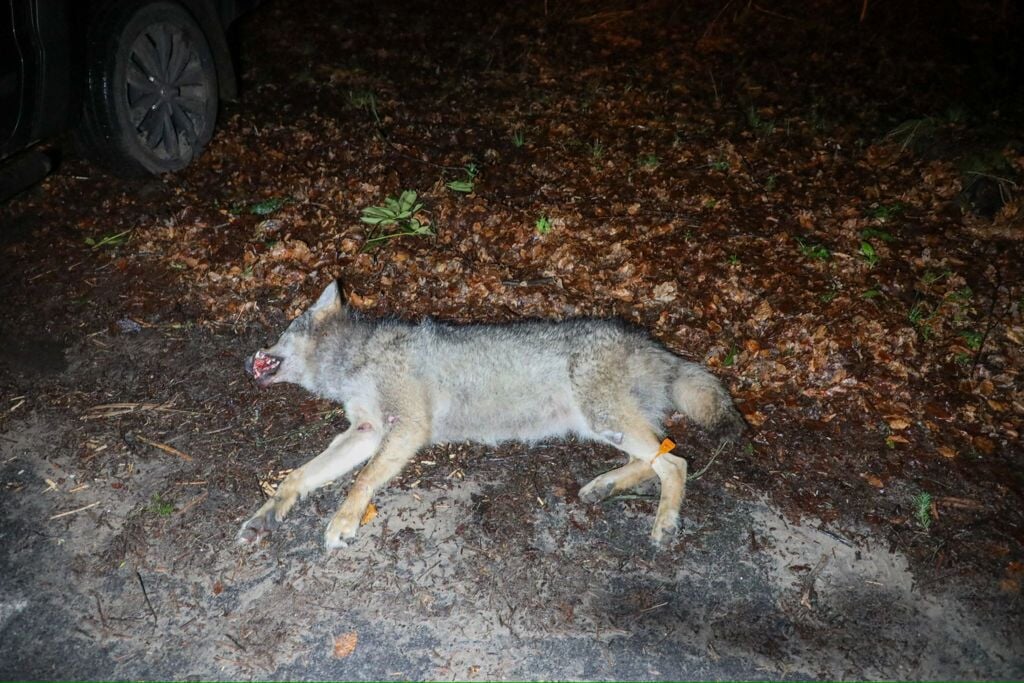 De dode wolf langs de weg tussen Wekerom en Ede.