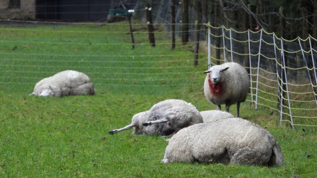 Gewond schaap tussen dode kuddegenoten in een weiland bij het Wekeromse Zand in februari dit jaar.