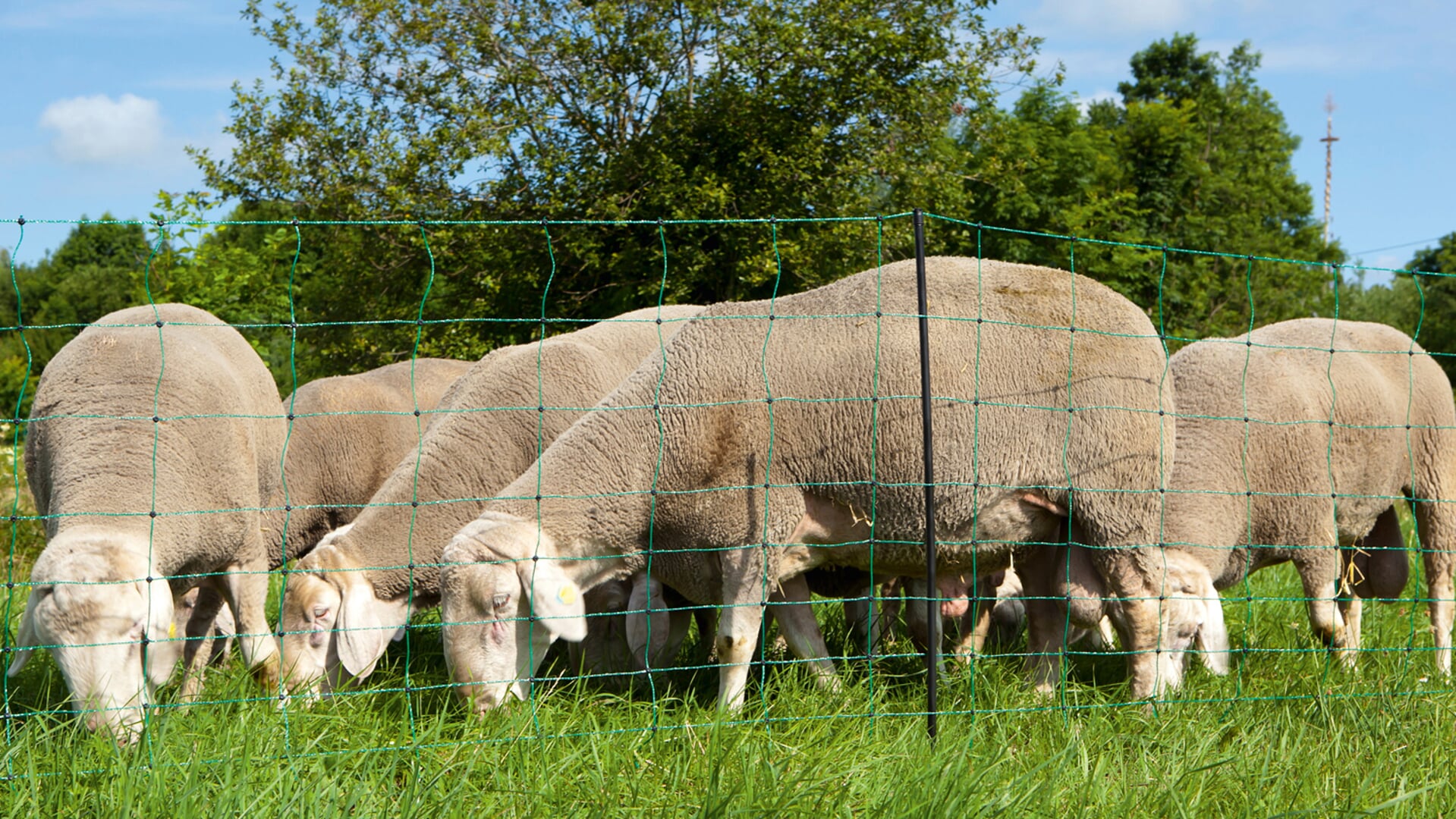 Een voorbeeld van een flexnet als afrastering voor schapen.