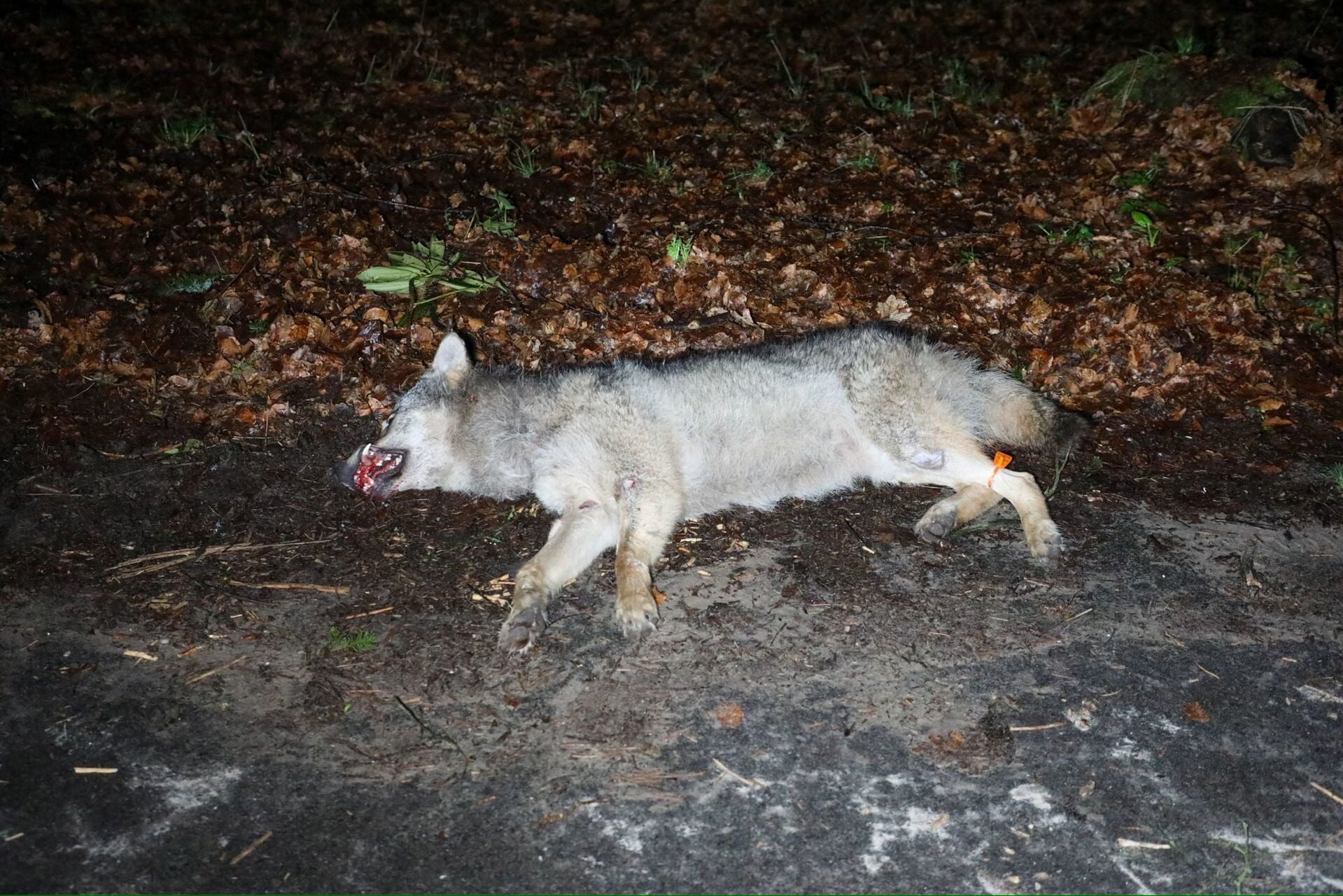 Op de kruising Wekeromseweg / Edeseweg / Immenweg in Wekerom is vrijdagavond een dode wolf aangetroffen.