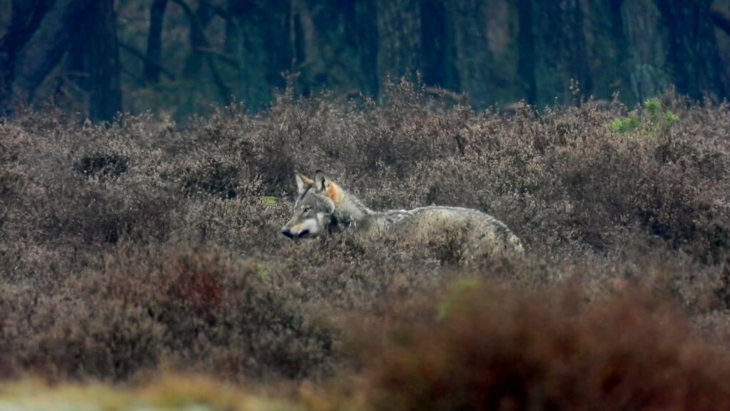 In bijna ieder bos- of heidegebied, maak je kans een wolf te treffen.