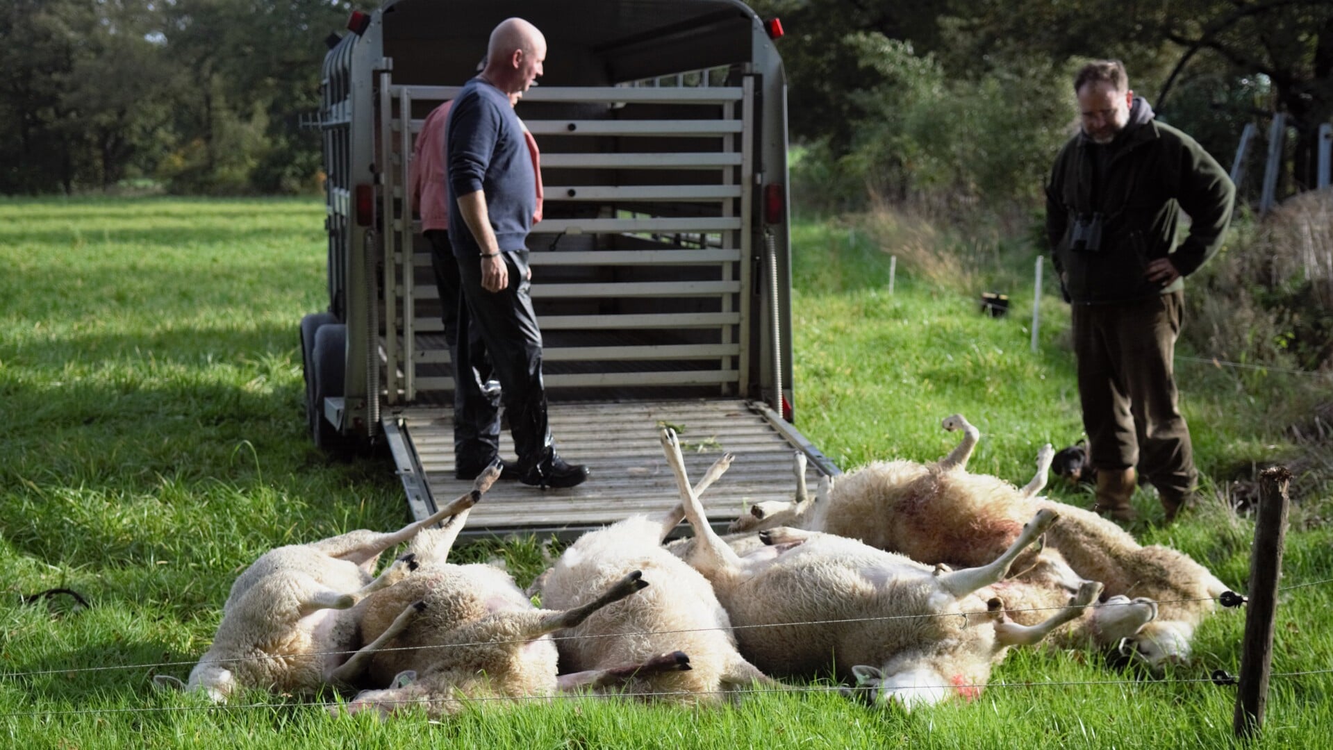 Schapenhouder Serge van der Zweep heeft al tientallen dode schapen moeten bergen.