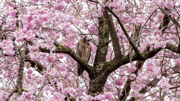 De twee ransuilen in de boom vol bloesem.