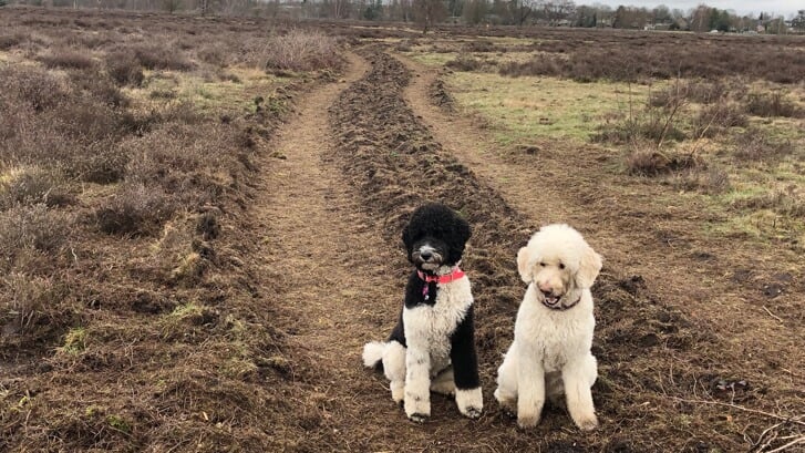 Een van de afgesloten paden op de Groevenbeekse heide in Ermelo.