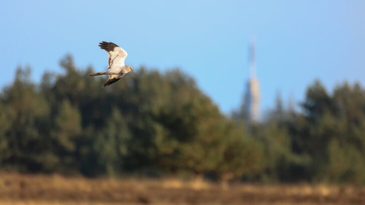 De blauwe kiekendief is een beschermde inheemse vogelsoort, die in Nederland nog maar weinig voorkomt. 