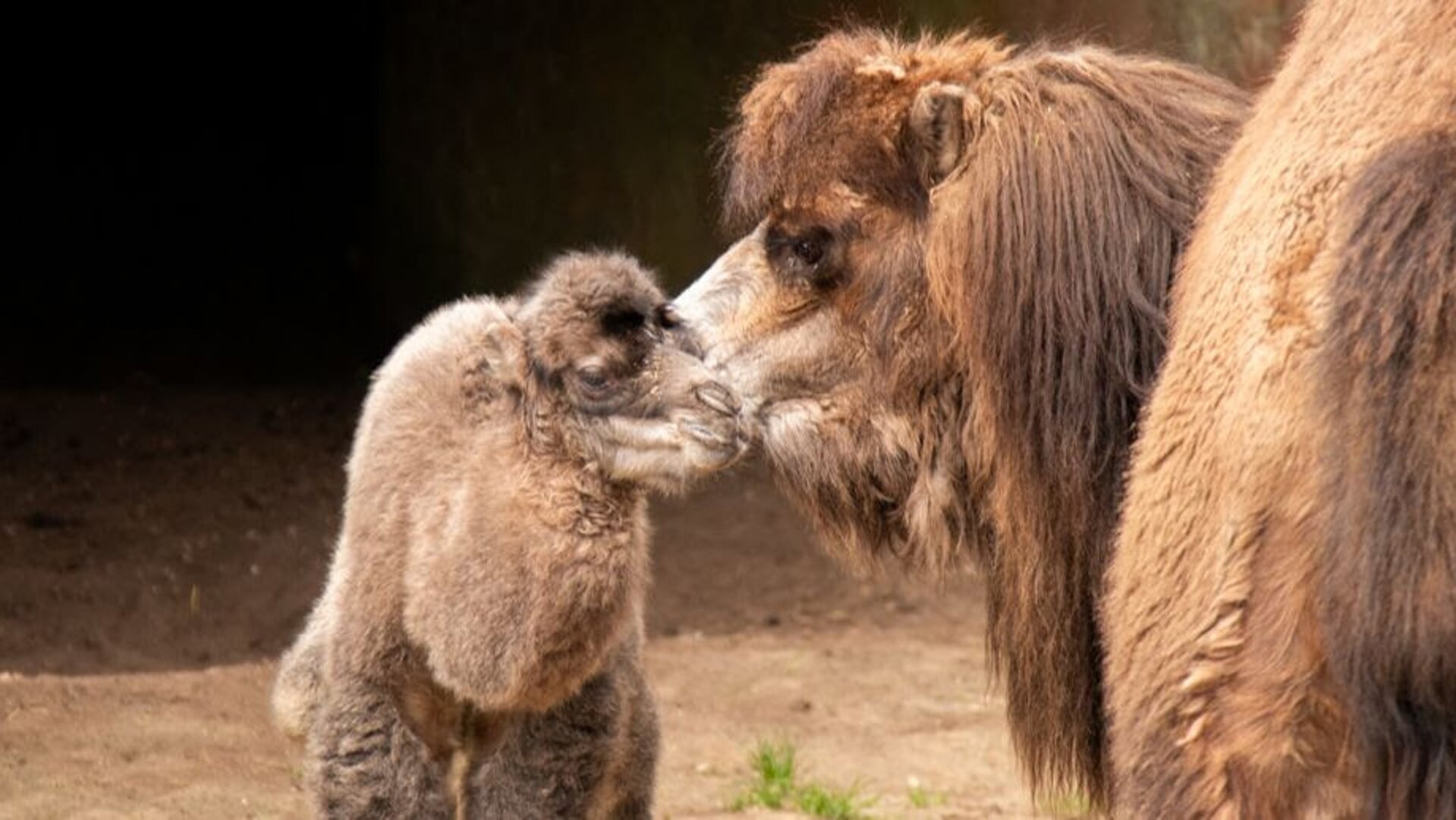 de baby kameel naast moeder kameel Rosa.