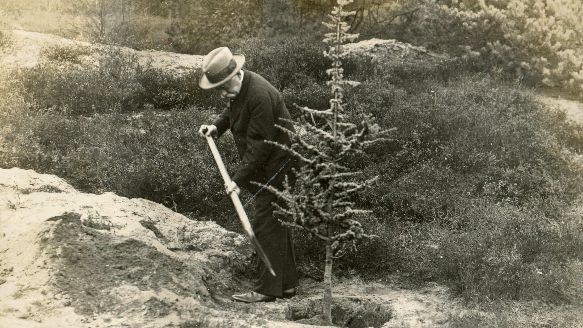 Pinetum De Dennenhorst In Lunteren Bestaat Jaar Jubileumprogramma Van Start Met Rondleiding