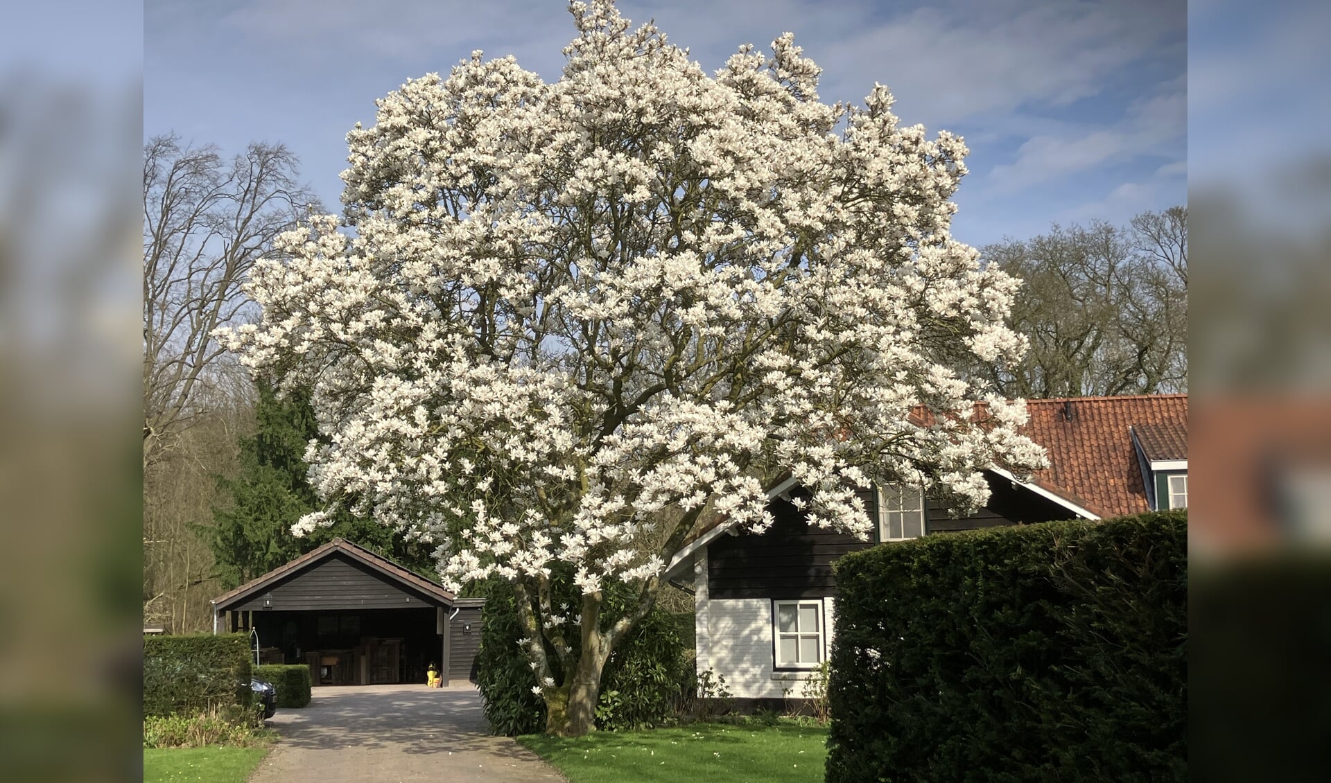 de lente is begonnen: de magnolia bloeit
